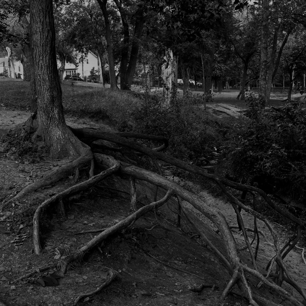 Roots, Dallas … Oct 2020

#blackandwhitephotography  #monochrome
#landscapephotography
#Canonrp
#voigtlander35mmf14