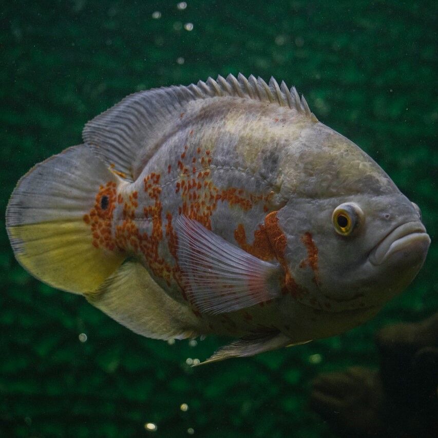 PetFishPlace's tweet photo. Fish of the Day -- Tiger Oscar (Astronotus ocellatus) #petfish #tropicalfish #cichlid #southamerica #newworld #fishtank #aquarium #freshwaterfish #fishkeeping #semiaggressive #carnivore #fishoftheday https://t.co/cRvEAuTSGe