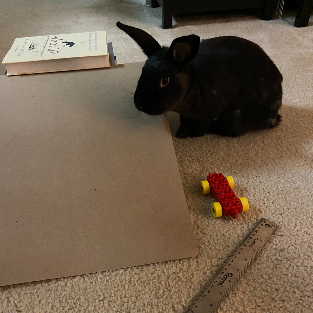 c_herrera31's tweet image. We have a special guest helping us write like scientists today! 📝🥼🐇#informationwriting #PHESpride