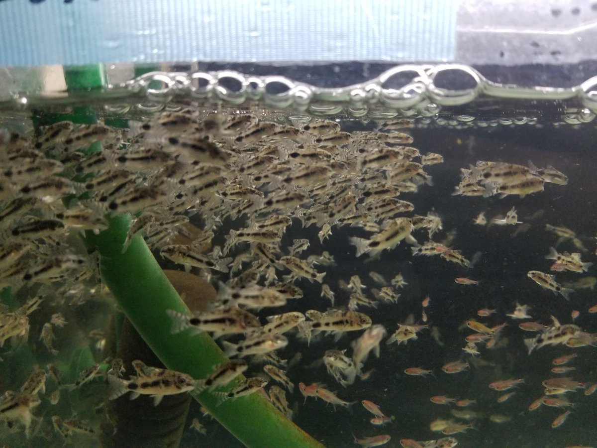 ATCompany10's tweet photo. プレコ🐟
・L340
コリドラス
・ハスタータス
・ハブロスス
・エレガンス

コンディション最高です‼
プレコはしっかり餌も食べてます
コリドラスは群栄してる姿が最高にキュートです😍
小売もしてますので興味ある方はDMでお問い合わせ下さい✨ 
(T) https://t.co/bsZ558LU1y