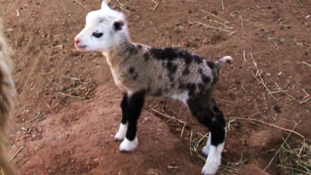 RevRach's tweet photo. This is a sheep-goat hybrid.  I wish it was called a shoat @PulpitPanic https://t.co/PMD44AY6s4
