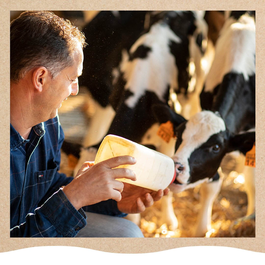 Nuestros ganaderxs nos cuentan que hacen la cama de nuestras vaquiñas 🐮 tres veces al día (y a veces la suya queda sin hacer 😂).

Podemos decir bien alto que solo unas vacas felices y bien alimentadas como las nuestras pueden producir la leche más sabrosa del mundo, ¿a qué sí?