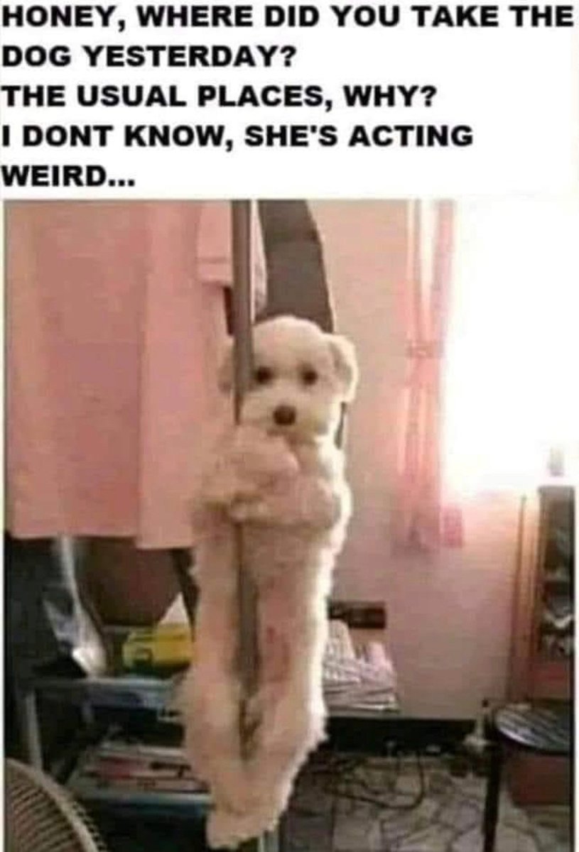 Hey, just saying here - be a responsible dog-owner: introduce your dog to pole-dancing..... 🤣🤣🤣 <a href="/PuroTom/">Tom Pure! Questions? 🇩🇪 🇲🇽🇪🇺 🇺🇦</a> <a href="/funroflmaoshit/">Funny roflmao Shit</a> @OMG_roflmao