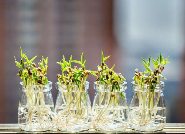 water them regularly