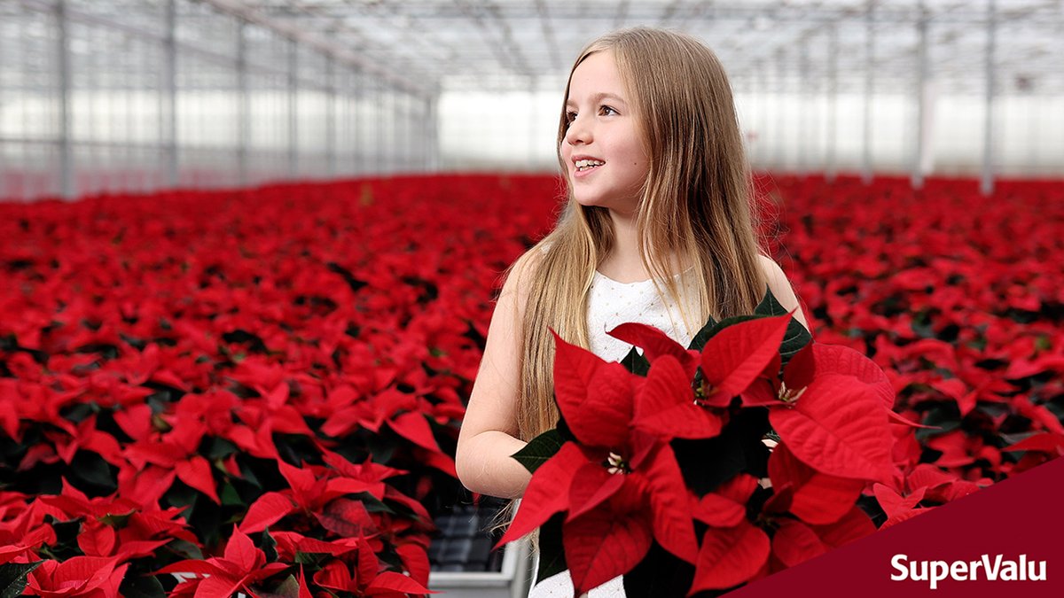 Supervalu Ireland On Twitter It S The 24th Year That North Dublin Based Grower Uniplumo Has Worked With Supervalu To Supply The Popular Poinsettia Plant The Festive Plants Will Be For Sale In