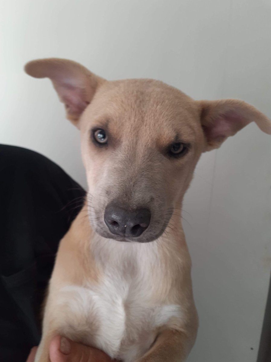 Carry needs a home! Blue Bell, PA 
Female, 5months old, Mountain Cur mixed breed. ❤️🐾

#furrytalesanimalrescue #adoptme #rescuedogs #puppytime