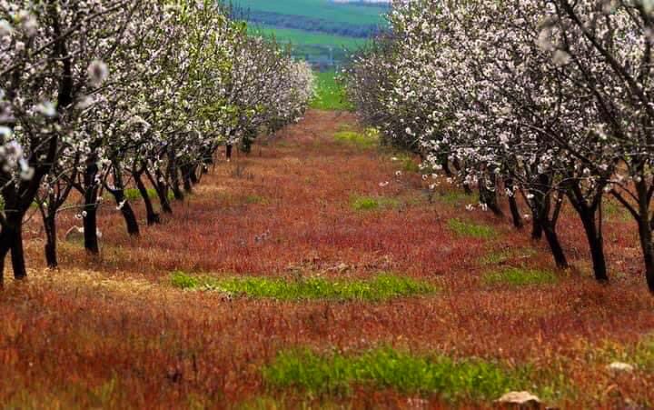 The occupied PALESTINE   - A thread of pics shows the beauty of my country Palestine.