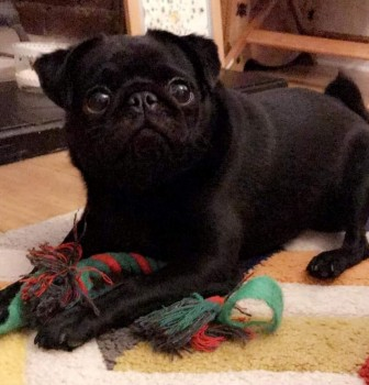 millypod1's tweet photo. KEVIN HOME SAFE. THANKS FOR RT's 🙂🐕🐾

13 Nov 2020. KEVIN #Lost #ScanMe Black Pug Male 
Marsh End #Knottingley #WestYorkshire #Yorkshire #WF11 
SIGHTINGS PLZ**
https://t.co/uWgpEbr3vk https://t.co/UicoOF9eLR