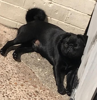 millypod1's tweet photo. KEVIN HOME SAFE. THANKS FOR RT's 🙂🐕🐾

13 Nov 2020. KEVIN #Lost #ScanMe Black Pug Male 
Marsh End #Knottingley #WestYorkshire #Yorkshire #WF11 
SIGHTINGS PLZ**
https://t.co/uWgpEbr3vk https://t.co/UicoOF9eLR