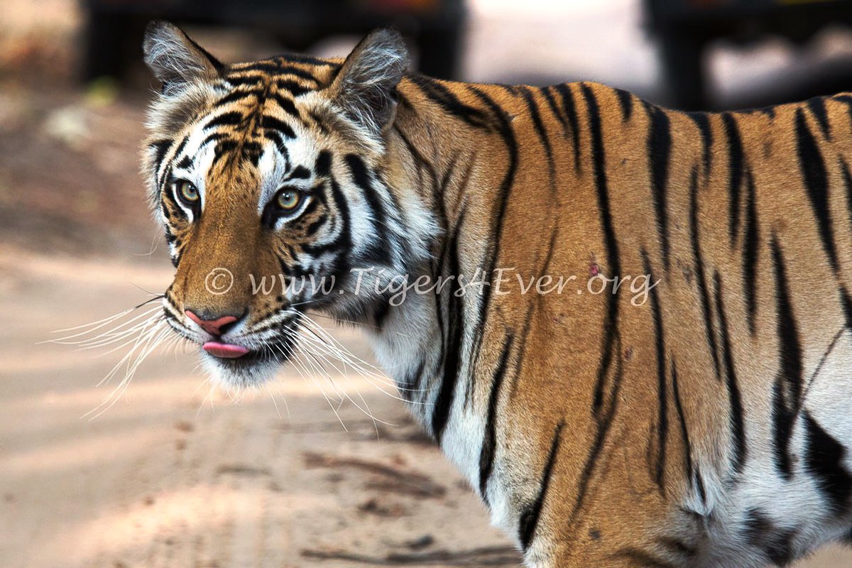 Tigers4Ever2010's tweet photo. In these extremely difficult times: liking &amp; sharing could put Tigers4Ever in front of someone in a position to donate, without your kind support of our efforts to save wild #tigers, we couldn't do anything at all. #AllSupportMatters https://t.co/Pl6mxU68Tn #CharityTuesday https://t.co/xUX5xxlyQo