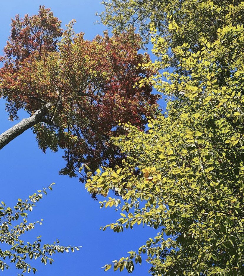 Mobilize Frederick tweet media