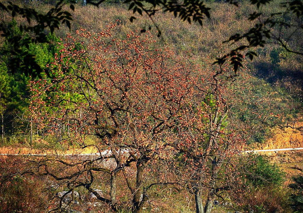 ChinaDaily's tweet photo. Persimmons ripen in trees all over Shaoyang, Hunan. https://t.co/GzwoQDKV7G