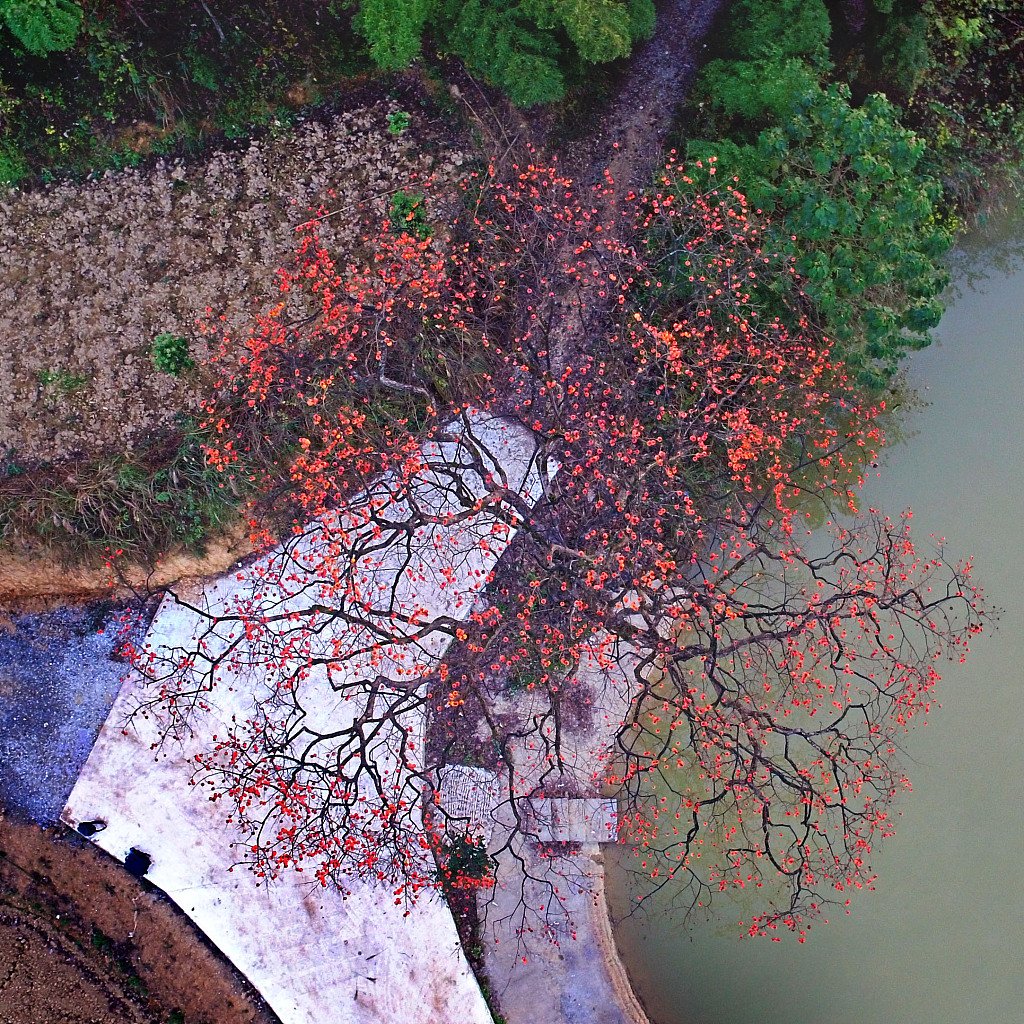 ChinaDaily's tweet photo. Persimmons ripen in trees all over Shaoyang, Hunan. https://t.co/GzwoQDKV7G