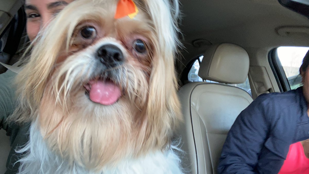 semprani000's tweet photo. Búscate un perro que sea igual de sexy que Dante. #sexydog https://t.co/CcV10U1TgP