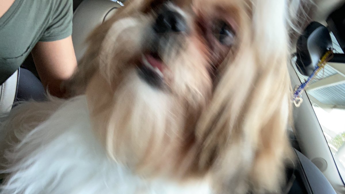 semprani000's tweet photo. Búscate un perro que sea igual de sexy que Dante. #sexydog https://t.co/CcV10U1TgP
