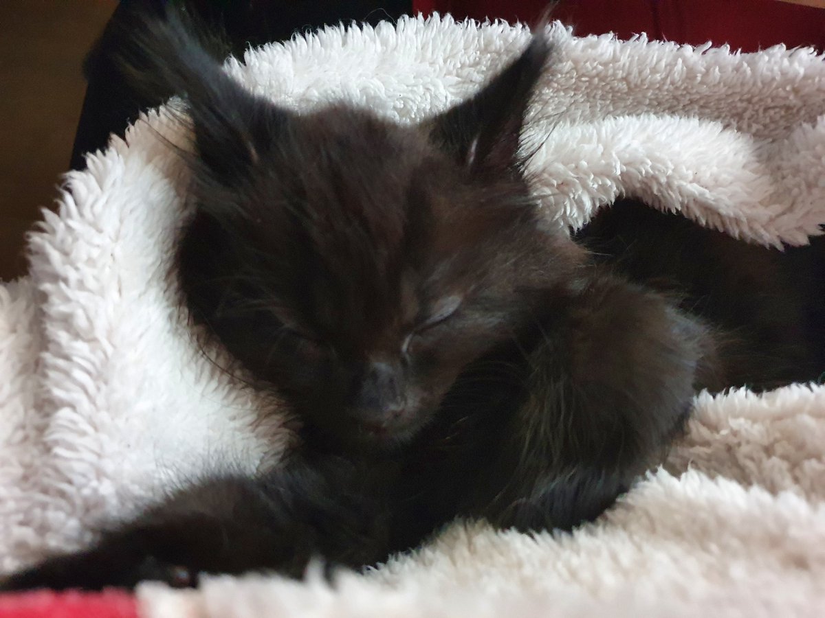 kp_paints tweet media