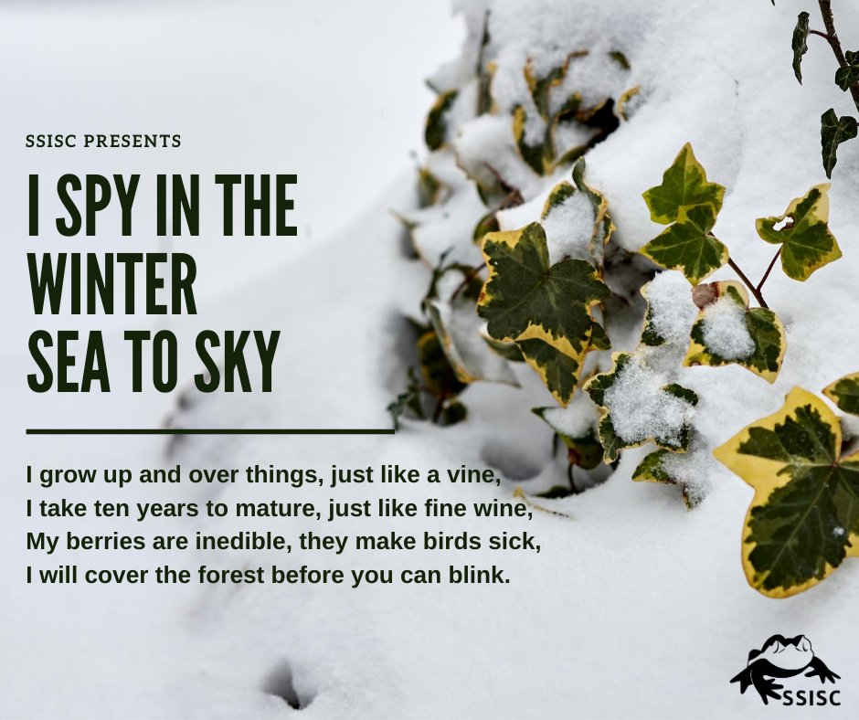 Creeping and crawling along the forest floor and up trees, this invasive plant covers everything in its path! Take a guess! Leave your comments down below, and visit our blog for the answer: ssisc.ca/i-spy-in-the-w…