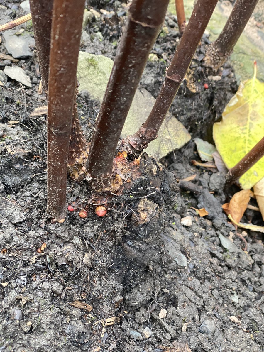 DetectionCanine's tweet photo. Training dogs to detect a living organism like knotweed brings another dimention to the training as they have to learn to locate it during all stages of its lifecycle which can impact the scent picture #knotweed #invasives #invasiveplants #conservation #detectiondog #searchdog https://t.co/BtAyiAdQEA