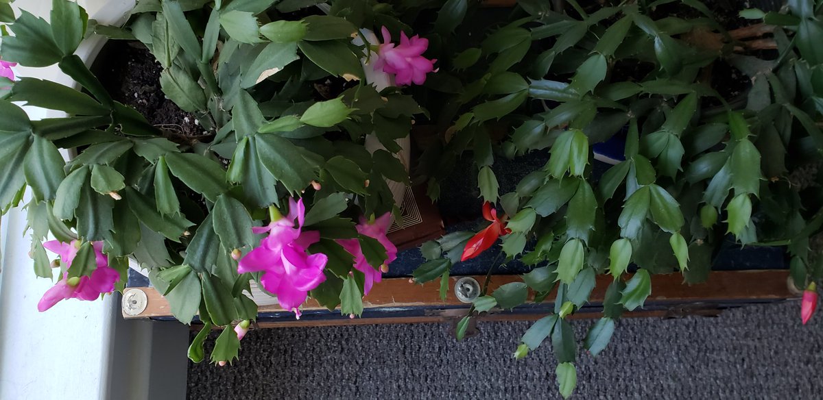 Laura Wheeland tweet media