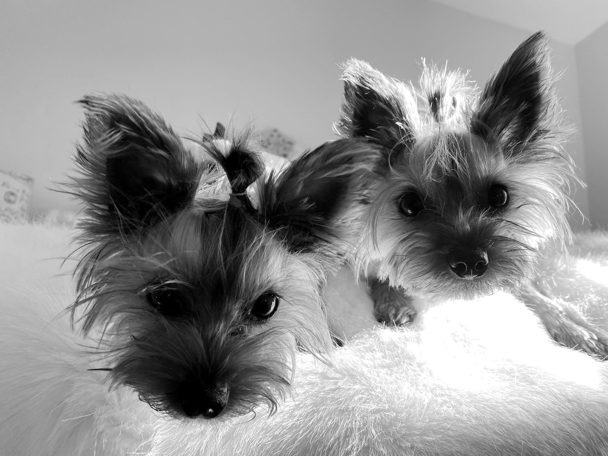 ms_peili's tweet photo. What’s going on here today? 🐶🐶 https://t.co/NyCKmLMVxp