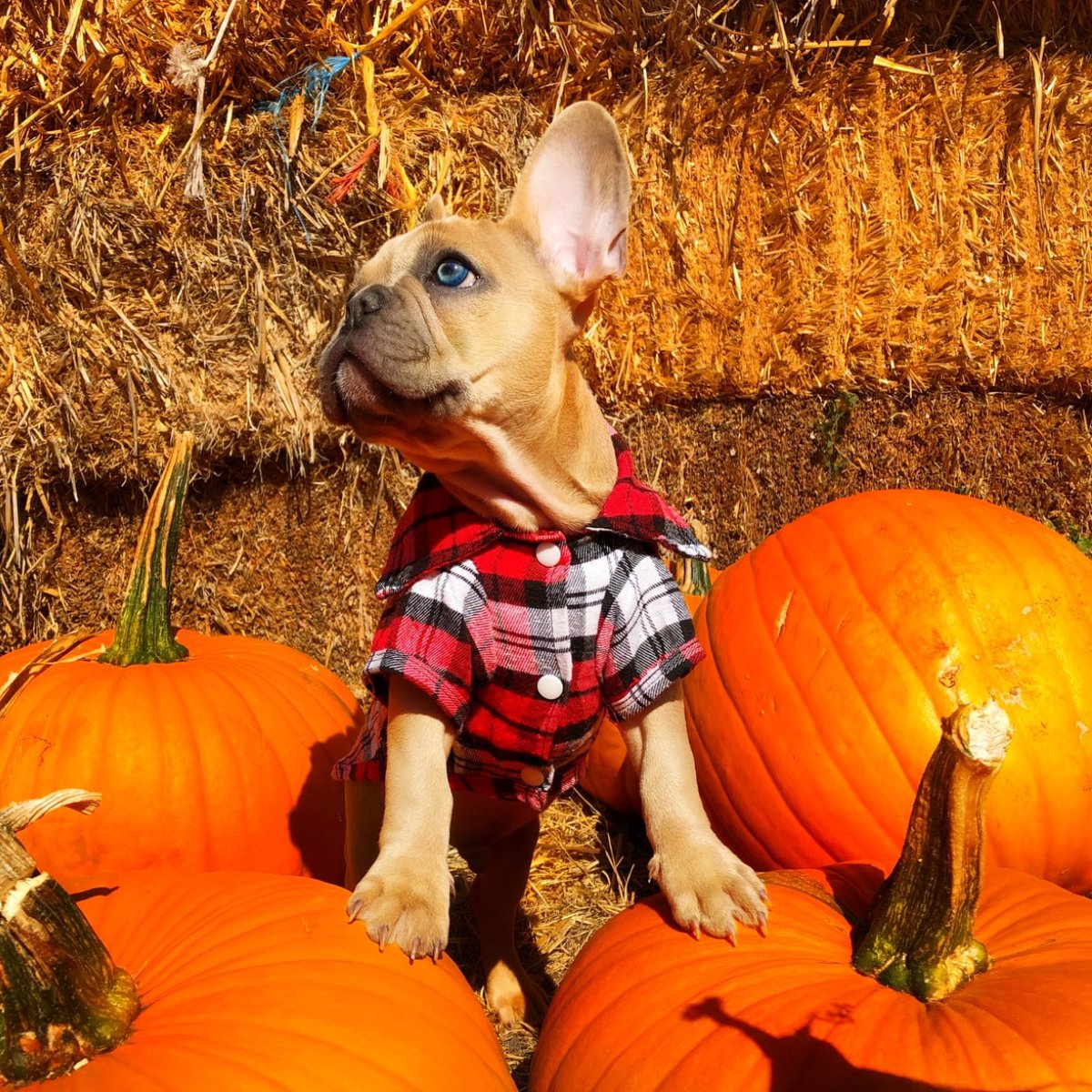 IRPetResort's tweet photo. Who else is guilty of making your pet pose for fall-themed photo shoots? Comment your best photos below! https://t.co/3wYM1wXWzw