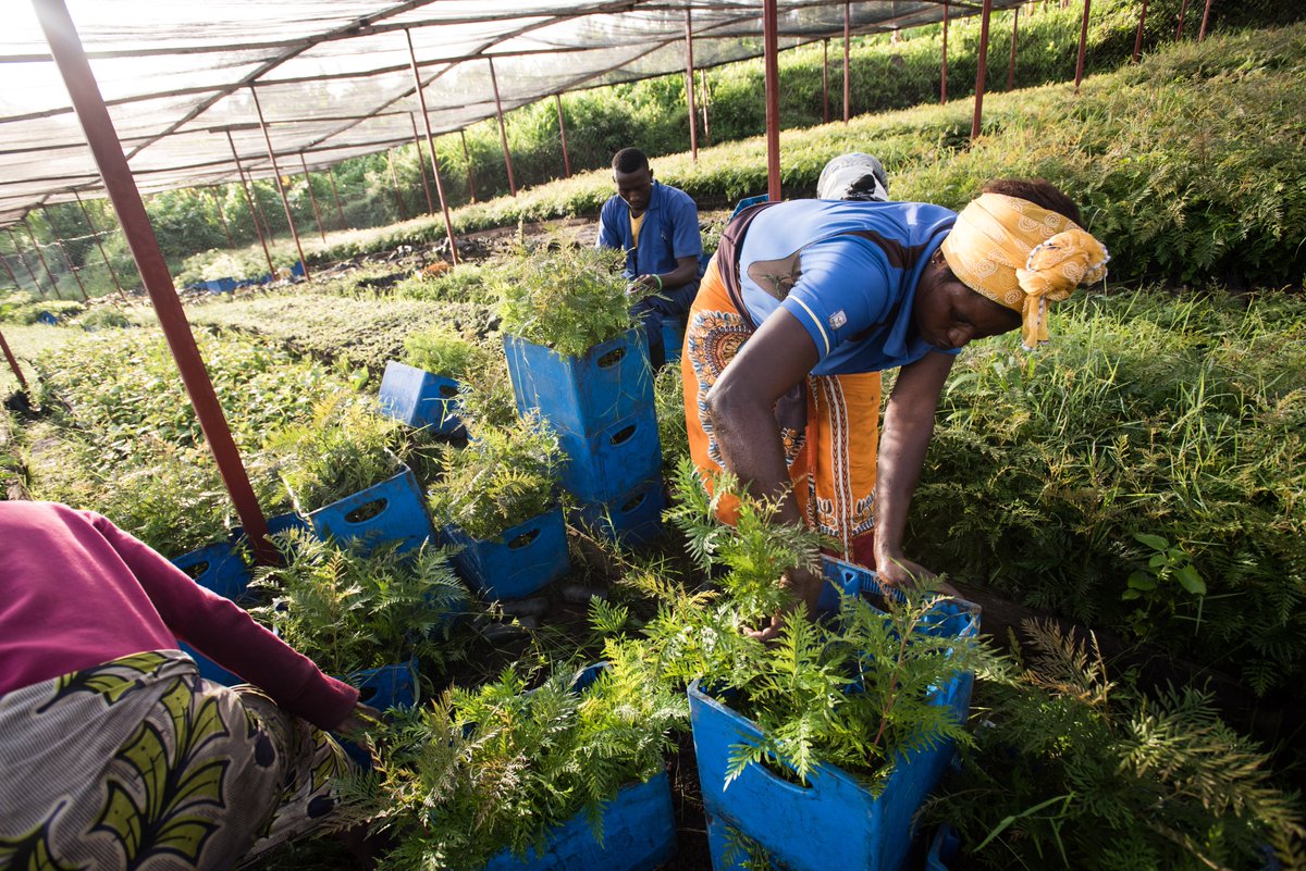 ecosia's tweet image. We're so happy to announce our first tree-planting project in Rwanda with @OneAcreFund! This nonprofit works with smallholder farmers to fight poverty and adapt to climate change. For this agroforestry project, they're going to plant more than 600,000 trees on local farms 🌱