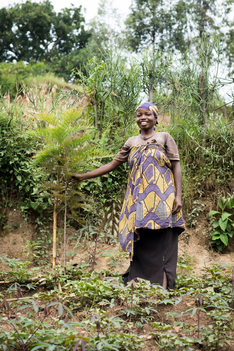 ecosia's tweet image. We're so happy to announce our first tree-planting project in Rwanda with @OneAcreFund! This nonprofit works with smallholder farmers to fight poverty and adapt to climate change. For this agroforestry project, they're going to plant more than 600,000 trees on local farms 🌱