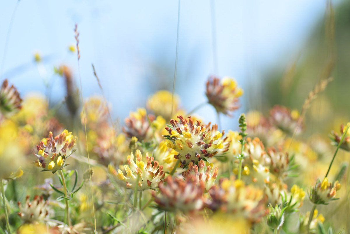 The flowers of kidney vetch (Anthyllis vulneraria) are nestled in a luxurious bed of fluffy cotton wool. In Sweden it’s known as ‘kattklor’, or cat claws, because in spring the flowers emerge, claw-like, from that soft paw of an inflorescence 🐱