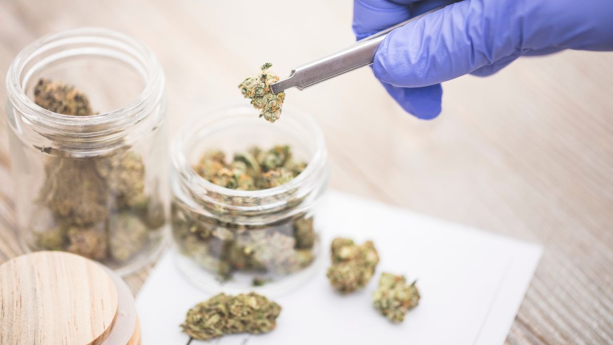 lifehacker's tweet image. What Federal Cannabis Decriminalization Would Mean bit.ly/3facyRr