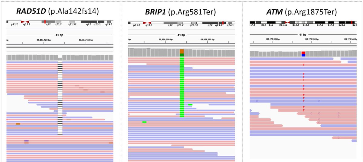 Some of the validated pathogenic cancer risk variants exclusively detected by deep learning in the cancer-predisposition genes (such as the ones highlighted here) have established gene-specific recommendations for cancer prevention and/or cancer treatment 8/n