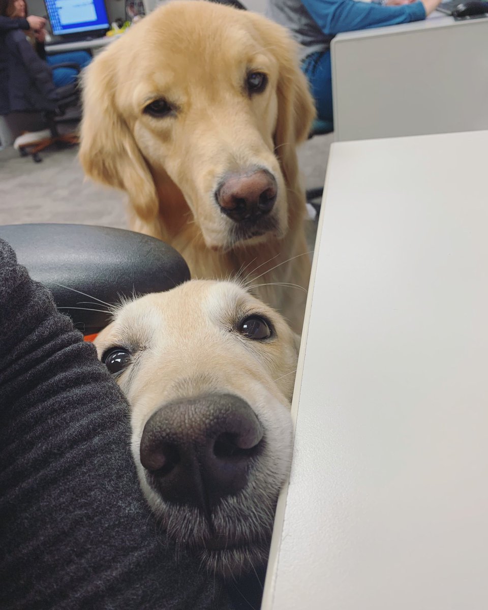 Pawsitive Play tweet media
