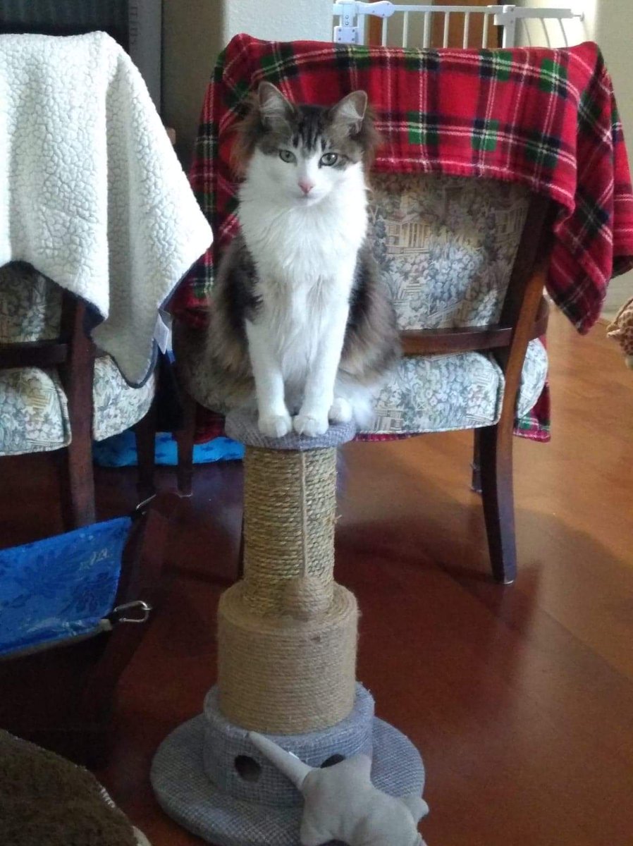 I must sit on my tower and overlook the world.