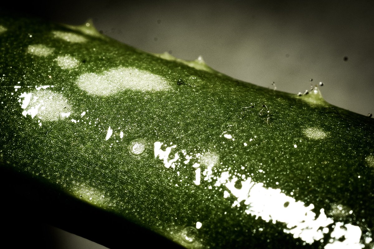 mrdavidjwilson's tweet image. Macro madness to keep me sane  #Part1 #macrophotography #firstgo