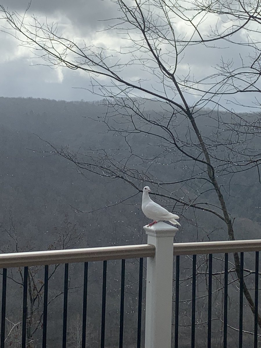 dutchsheets's tweet photo. ⁦@BarthenTami⁩ attended meeting at Allegheny headwaters last night. Incredible night! They live overlooking the Allegheny River. Look what showed up on their deck this morning. https://t.co/HVfB6xAH4T
