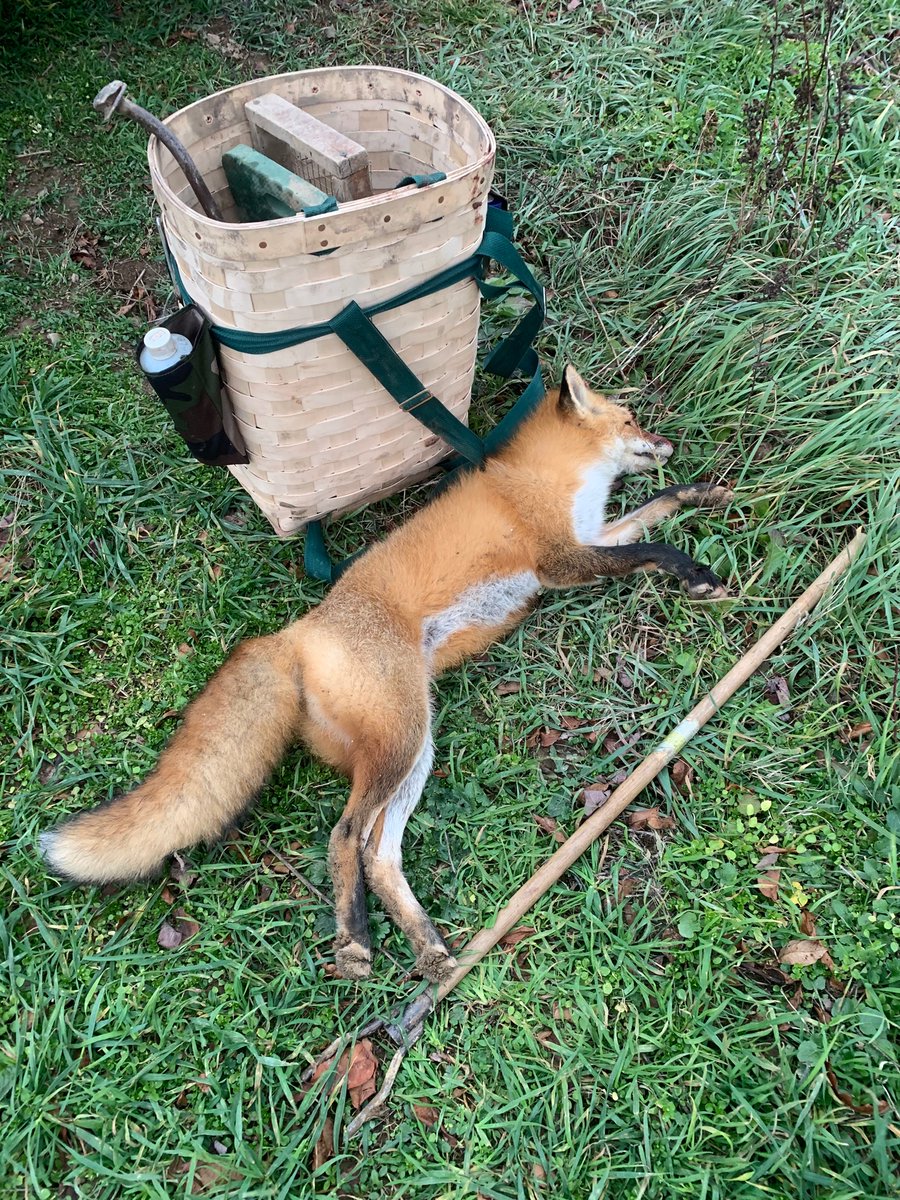 LaurelMtMan's tweet image. Big Red today. 

#FurTrapper
#PredatorControl