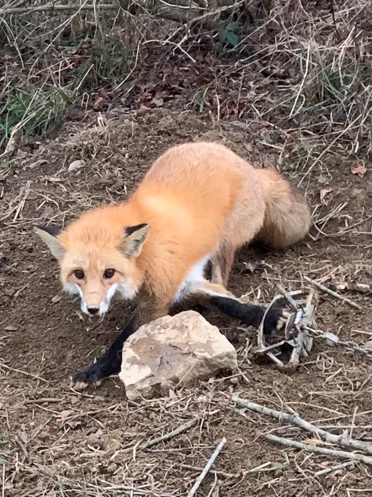 LaurelMtMan's tweet image. Big Red today. 

#FurTrapper
#PredatorControl