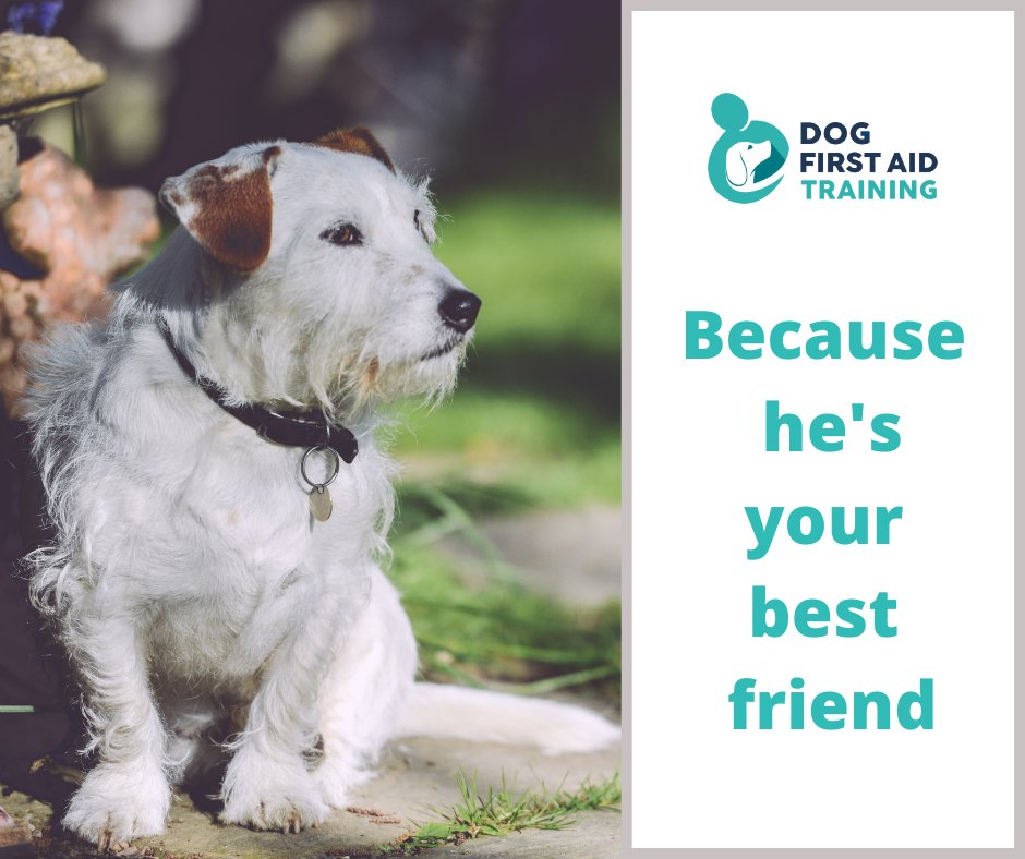 danidogfirstaid's tweet photo. Dog First Aid Courses for dog owners and professionals coming up in #York #Tamworth #Derby #Shrewsbury 

#AdoptDontShop #dogsoftwitter #staffordshire #derbyshire #dogs #Shropshire #DogLover #firstaid https://t.co/X5dkIotbwp