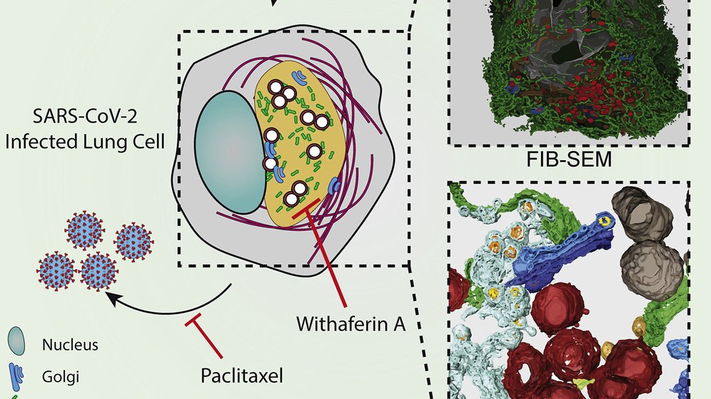 Cell Host & Microbe tweet media