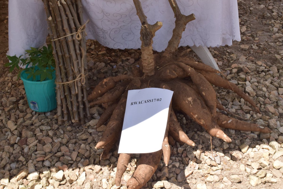 Karangwa55's tweet photo. #CassavaWeek
Biseruka
Tegereza
Gikungu
Buryohe
Nsizebashonje
And Tebuka
Above are local names that were given to six cassava varieties that were produced by @RwandaAgriBoard .The event was attended by MoS @Ngabitsinze and @RwandaSouth Govern @KayitesiAlice4 among other officials https://t.co/ZY9hA9MPcA