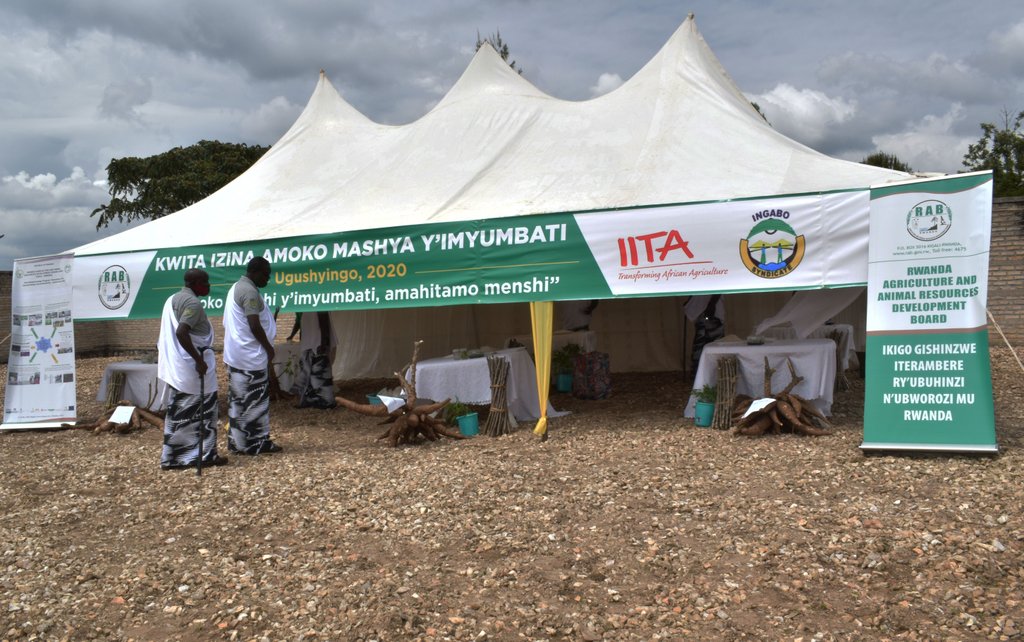 Karangwa55's tweet photo. #CassavaWeek
Biseruka
Tegereza
Gikungu
Buryohe
Nsizebashonje
And Tebuka
Above are local names that were given to six cassava varieties that were produced by @RwandaAgriBoard .The event was attended by MoS @Ngabitsinze and @RwandaSouth Govern @KayitesiAlice4 among other officials https://t.co/ZY9hA9MPcA