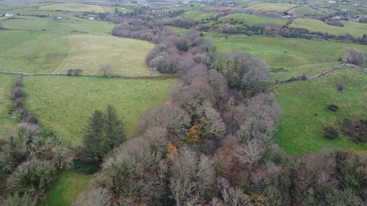 Could all our river valleys look like this?The Ballymacraven as it enters the Inagh at Ennistymon.Unfortunately, the river is low status due to pressure from forestry (phosphorous) upstream at Lickeen Lake.Arctic char existed in the lake until a toxic algal bloom in 1998.
