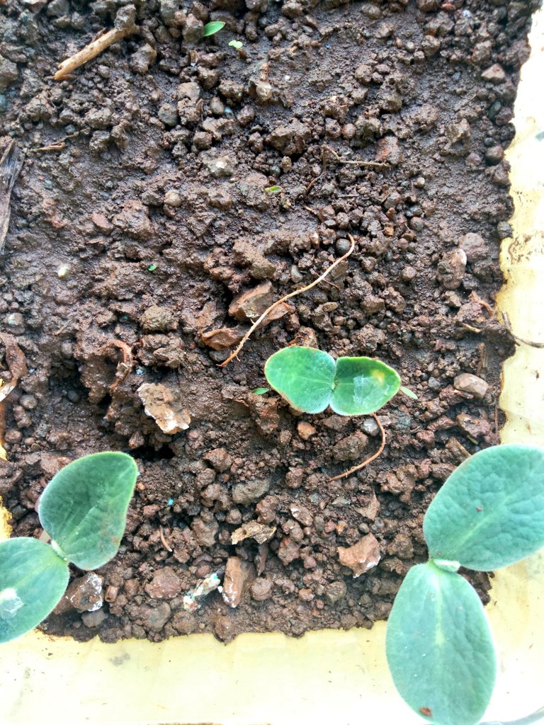 My butternut pumpkin seeds germinated. 