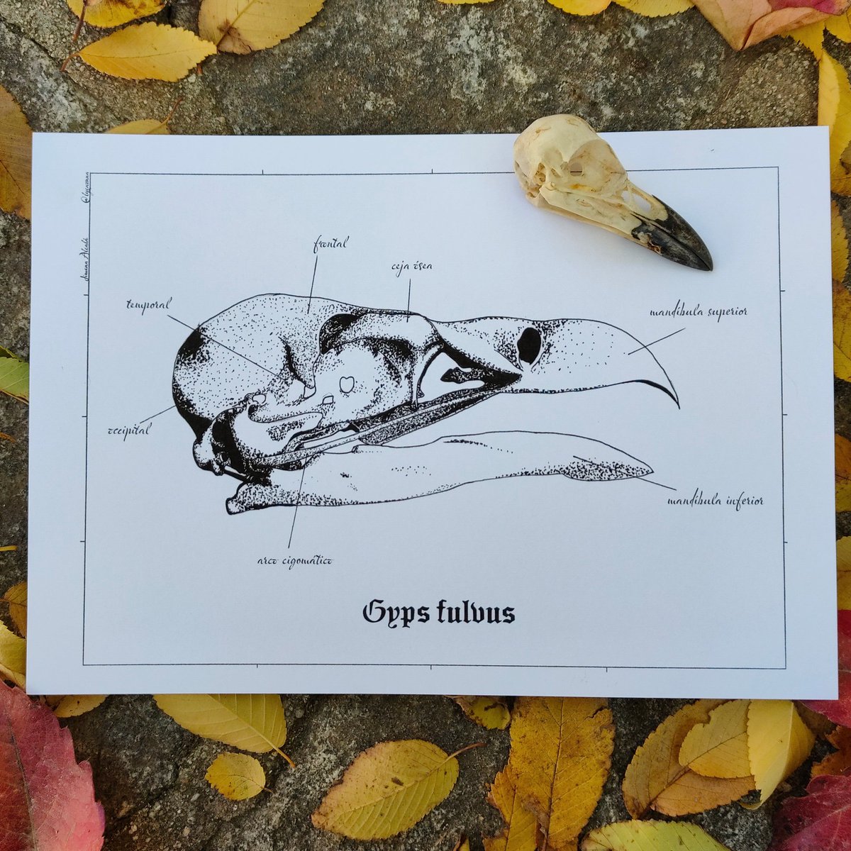 natrixnatrix_'s tweet photo. ✨Holaa, llevo mucho tiempo queriendo hacer esto y por fin he puesto mis dibujos a la venta✨

Son todo láminas A4 de 180gr y envío es gratis dentro de España 

Tenéis toda la info en https://t.co/i25021wvAq 😊😊

Se agradece difusión c: https://t.co/p5MXCfWglq
