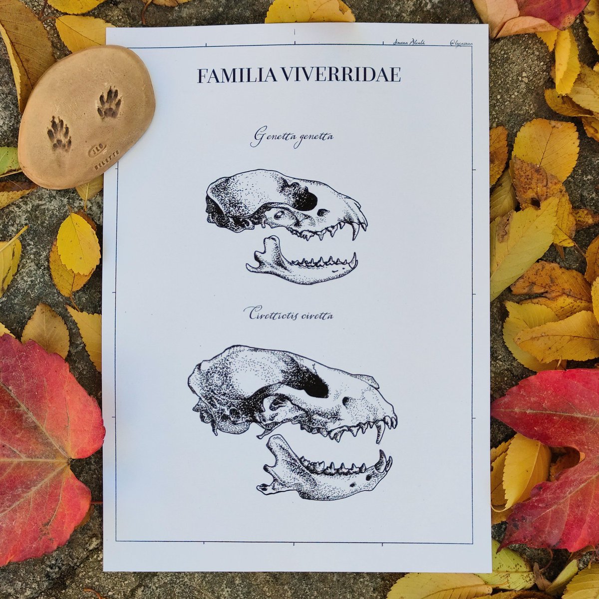 natrixnatrix_'s tweet photo. ✨Holaa, llevo mucho tiempo queriendo hacer esto y por fin he puesto mis dibujos a la venta✨

Son todo láminas A4 de 180gr y envío es gratis dentro de España 

Tenéis toda la info en https://t.co/i25021wvAq 😊😊

Se agradece difusión c: https://t.co/p5MXCfWglq