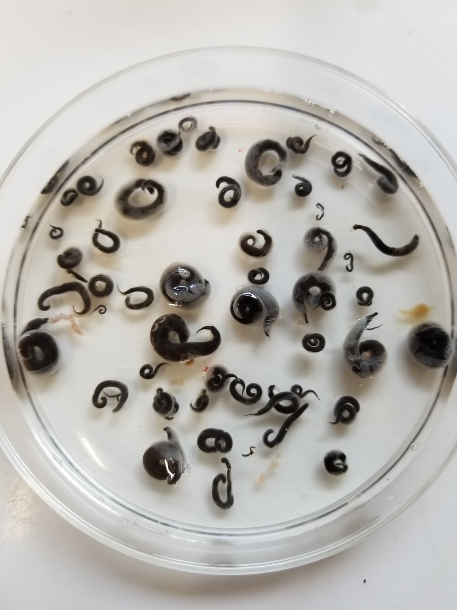 Testing biomolecules from algue on eel parasite Anguillicola crassus @criobe_pf @INEE_CNRS @upvd1 @EPHE_PSL #fishparasite