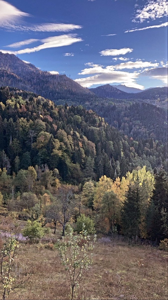 srhtos's tweet photo. wilderness https://t.co/BnnSbArS1N
