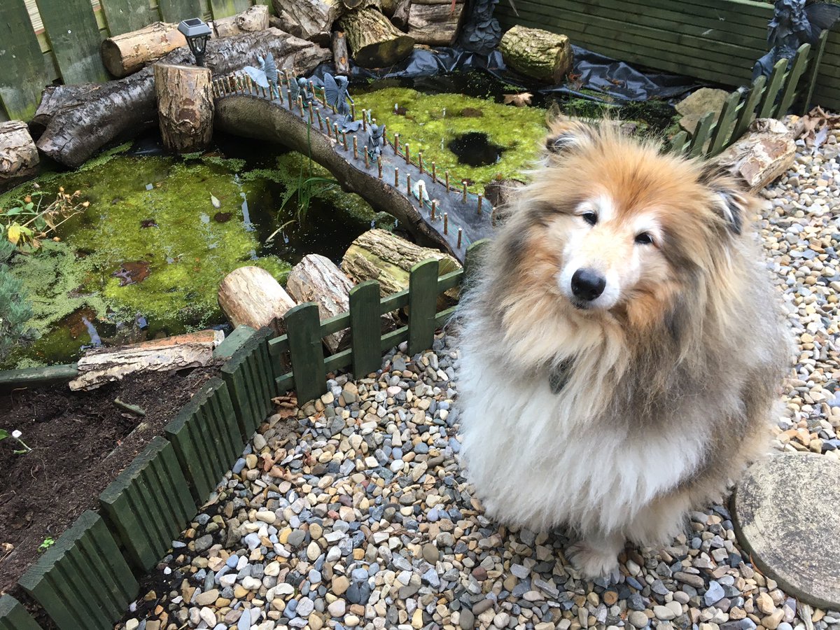 I think he’s spoiling her photo op #lovedogs 🥰