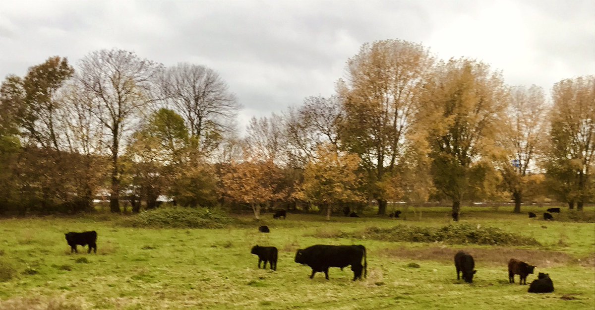 © Aad Lips C🎯pywriting (@AadLips) on Twitter photo 18/11/2020 22:45:14 Pater familias en z’n prachtig drachtige koeien... #Galloways Pater familias en z’n prachtig drachtige koeien... #Galloways