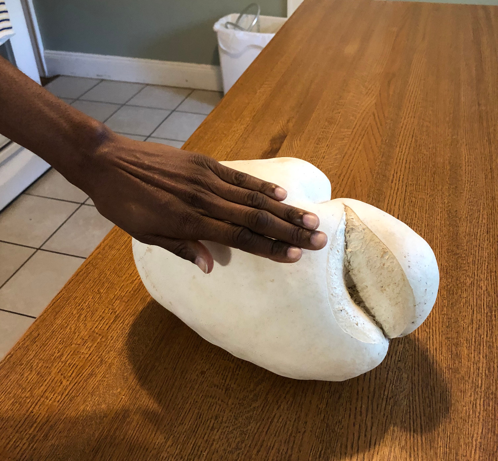 My boyfriend’s landlord came through the door with this! The largest mushroom I’ve ever seen!  It’s real & it’s called a Puffball. Mushroom steaks anyone? #mushroom #puffball #fungi  #mushrooms #nature #wildmushrooms #shrooms #Basidiomycota #Calvatiagigantea #giantpuffball #vegan