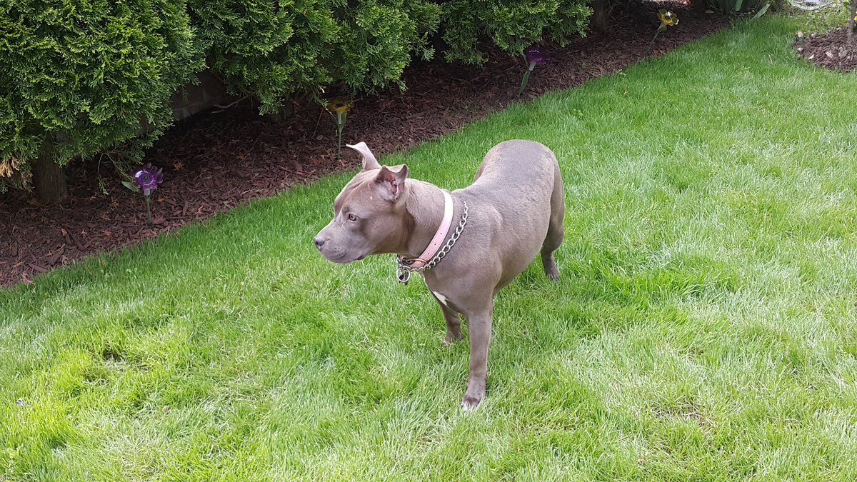 Shadziipoo's tweet photo. Aw sugar. My uncle-in-law just told us that their dog, Blu, passed away :(. I was really looking forward to seeing her again. π #RIPBlu https://t.co/leLUGdW67l
